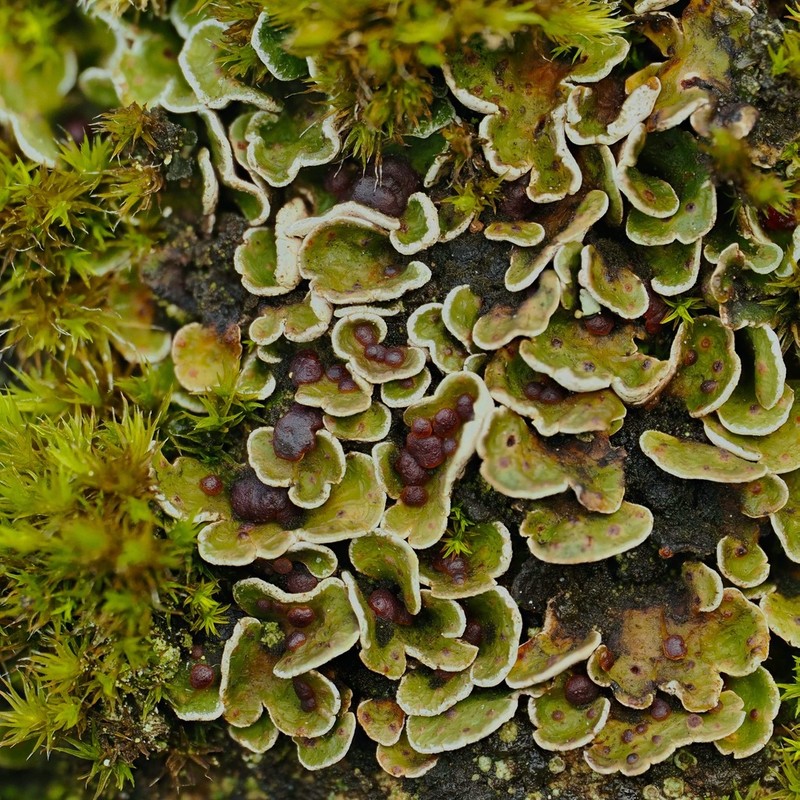 Japanese Fishscale Lichen photo 7