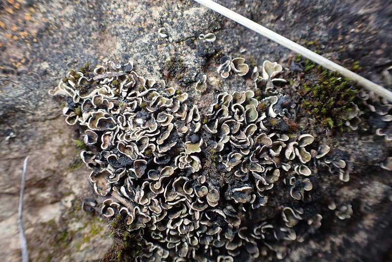 Japanese Fishscale Lichen photo 8