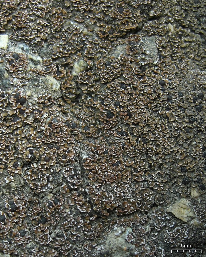 Pacific Fishscale Lichen