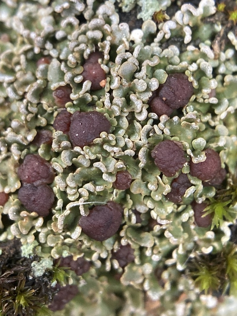 Pacific Fishscale Lichen