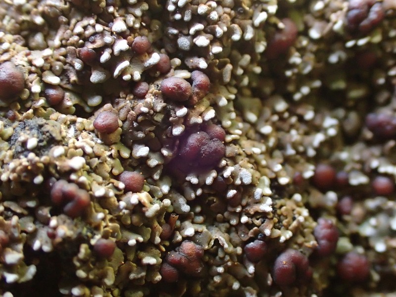 Pacific Fishscale Lichen photo 2