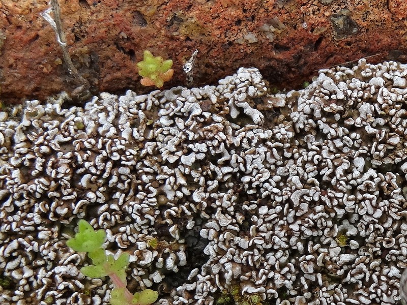 Pacific Fishscale Lichen photo 3