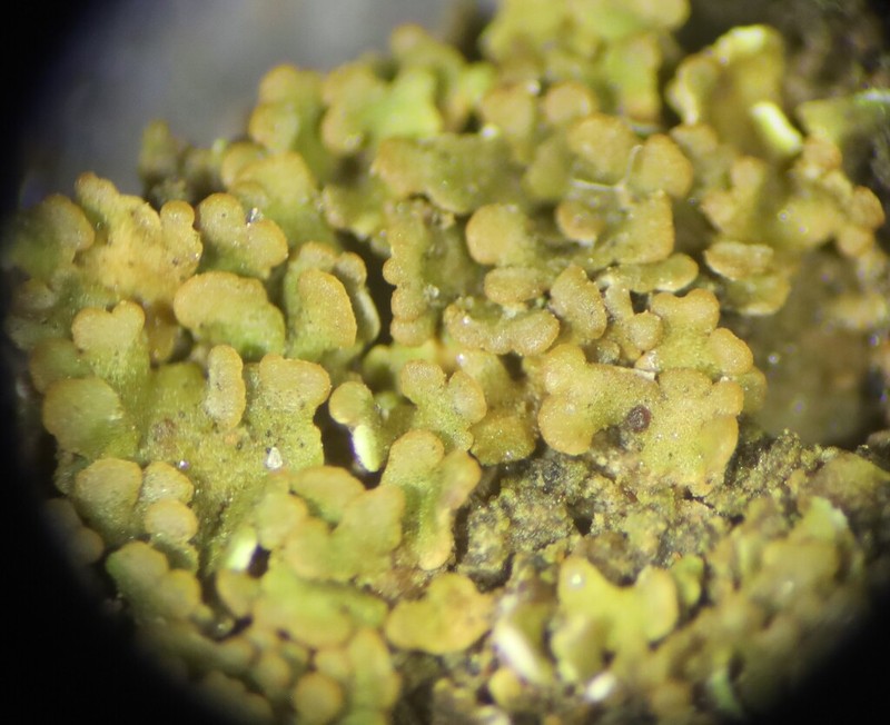Pacific Fishscale Lichen photo 4