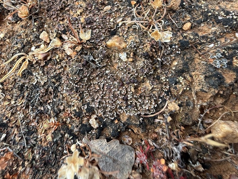 Pacific Fishscale Lichen photo 5