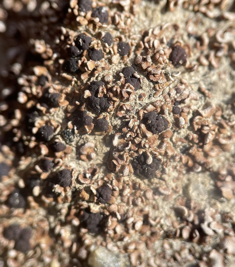 Pacific Fishscale Lichen photo 6