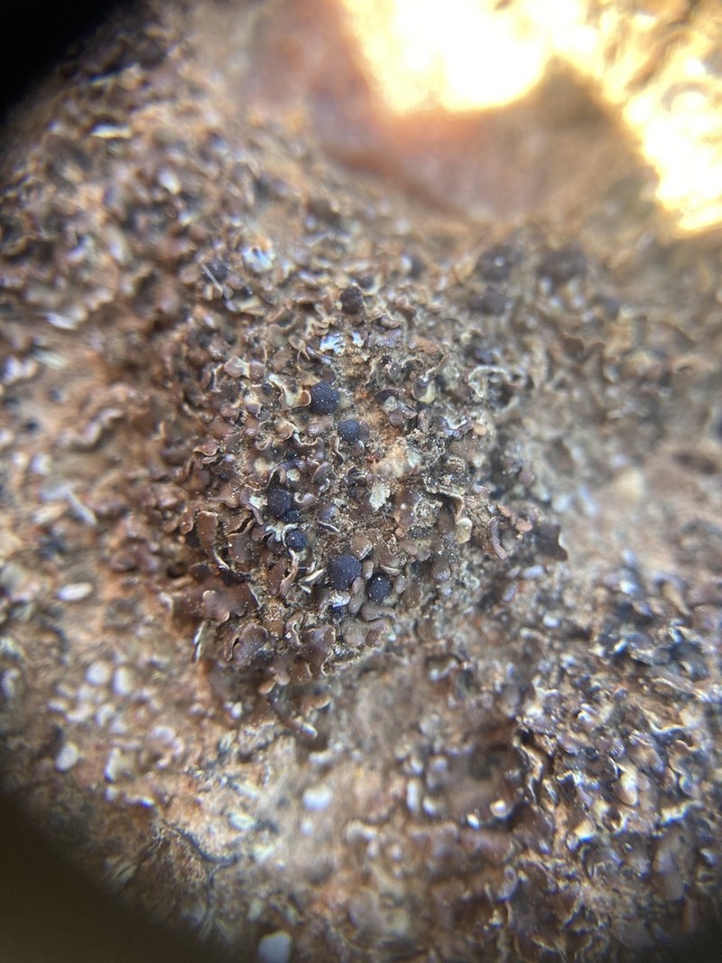 Pacific Fishscale Lichen photo 7