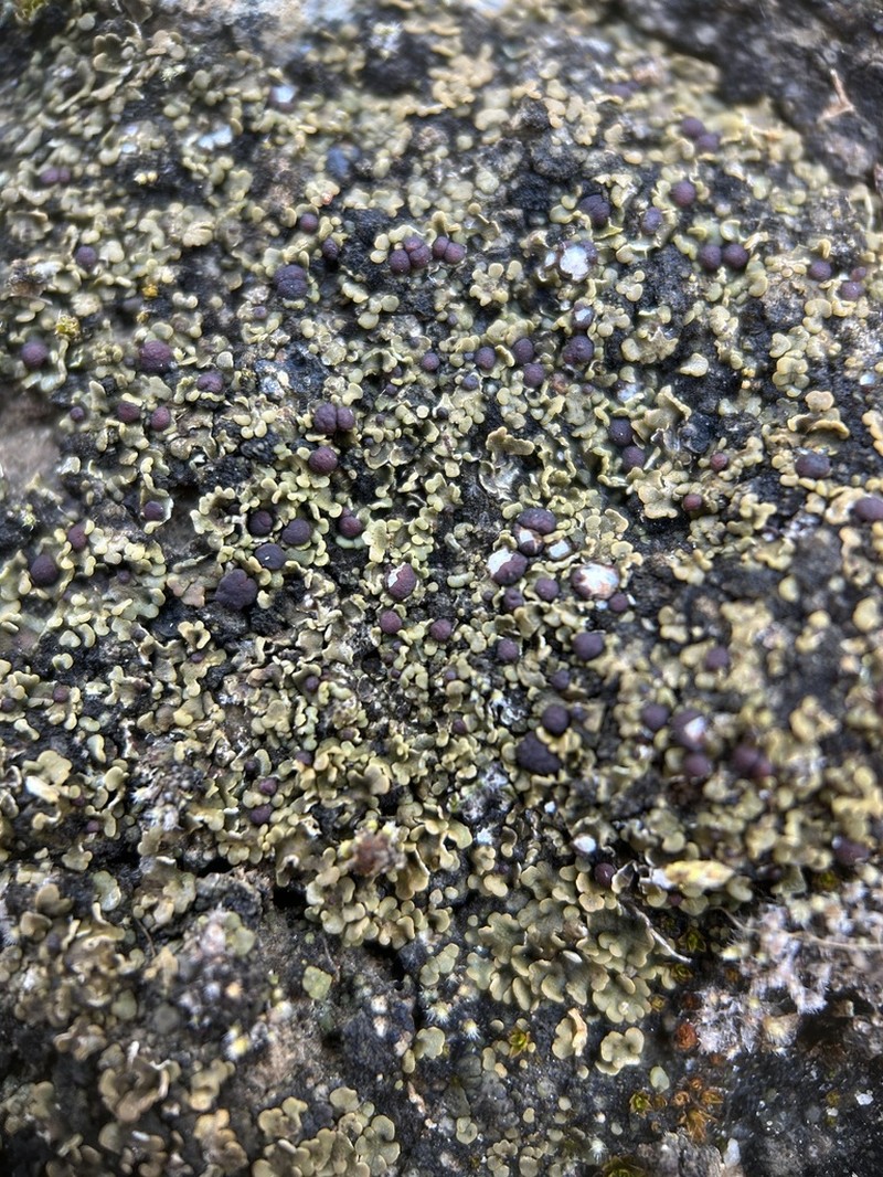 Pacific Fishscale Lichen photo 8