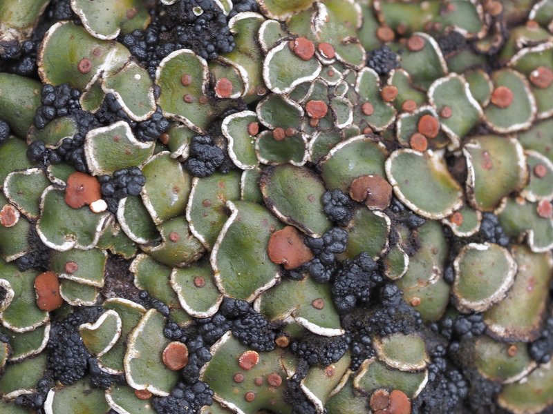 False Russell's Fishscale Lichen