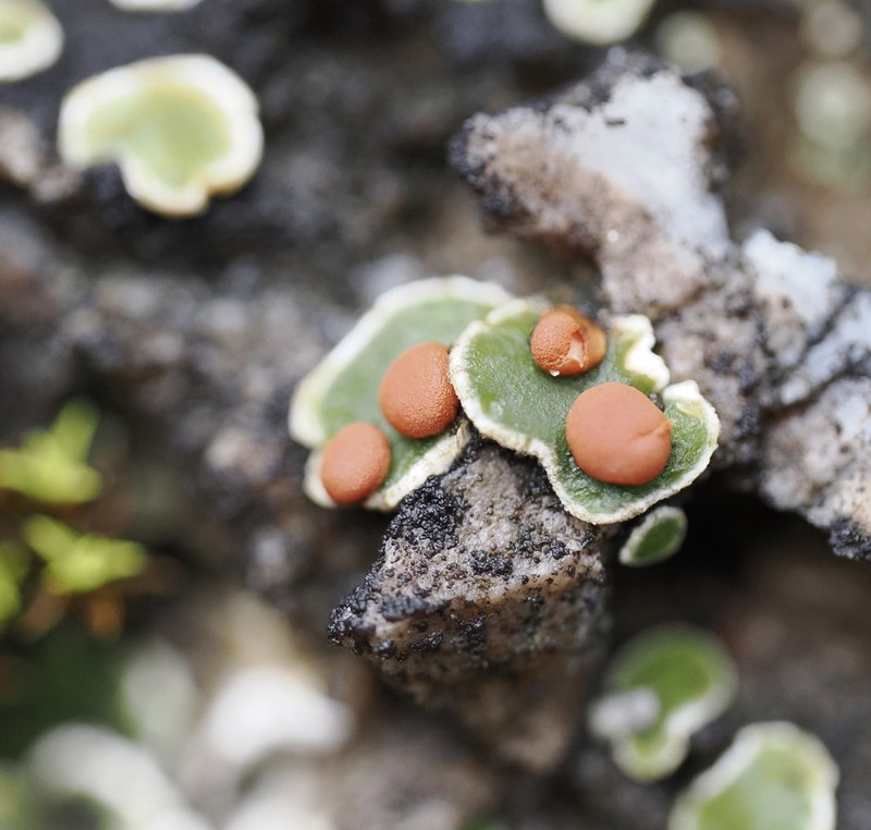 False Russell's Fishscale Lichen photo 2