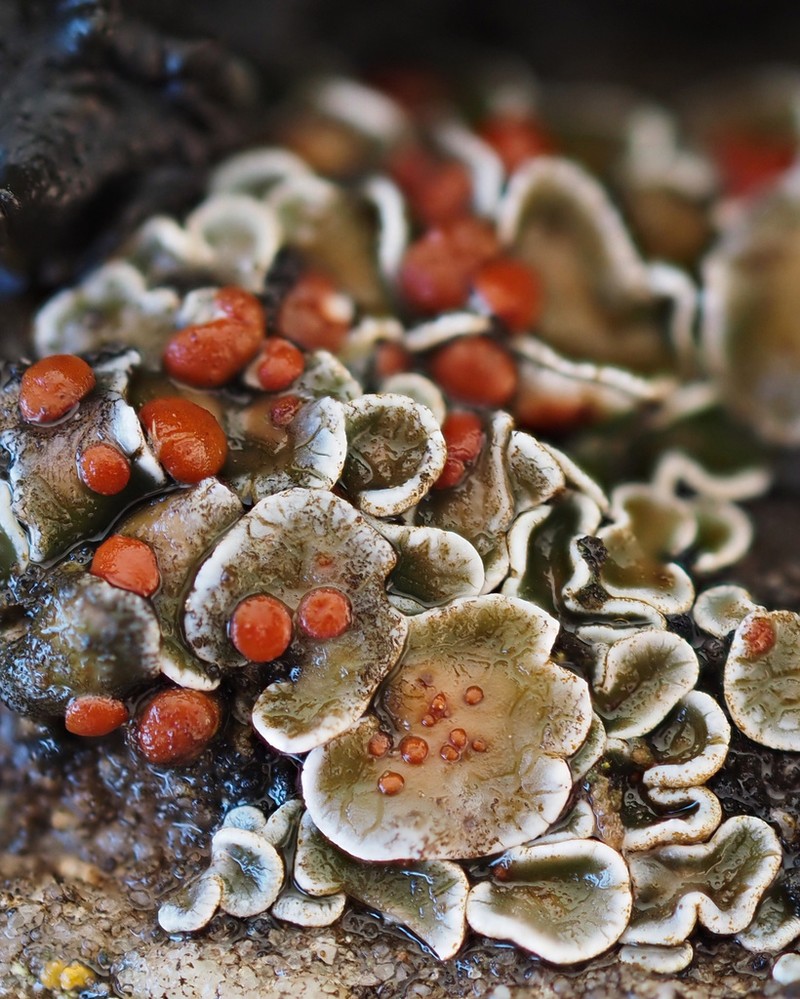 False Russell's Fishscale Lichen photo 3