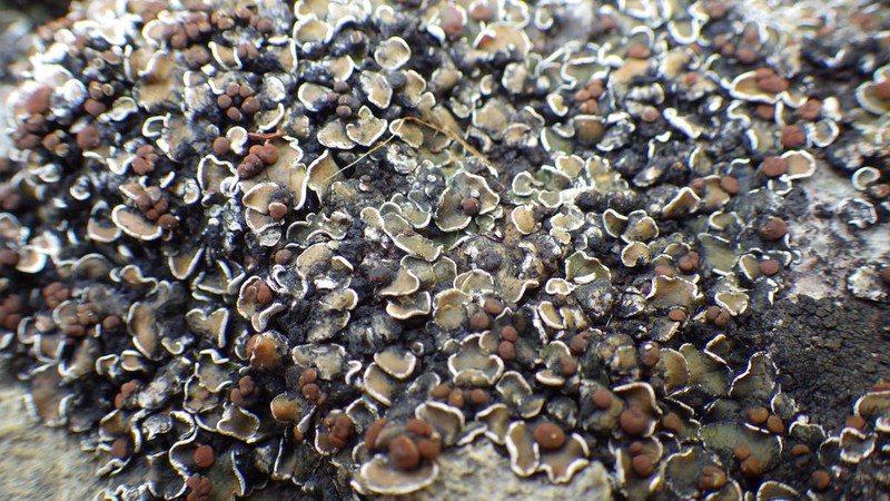 False Russell's Fishscale Lichen photo 4