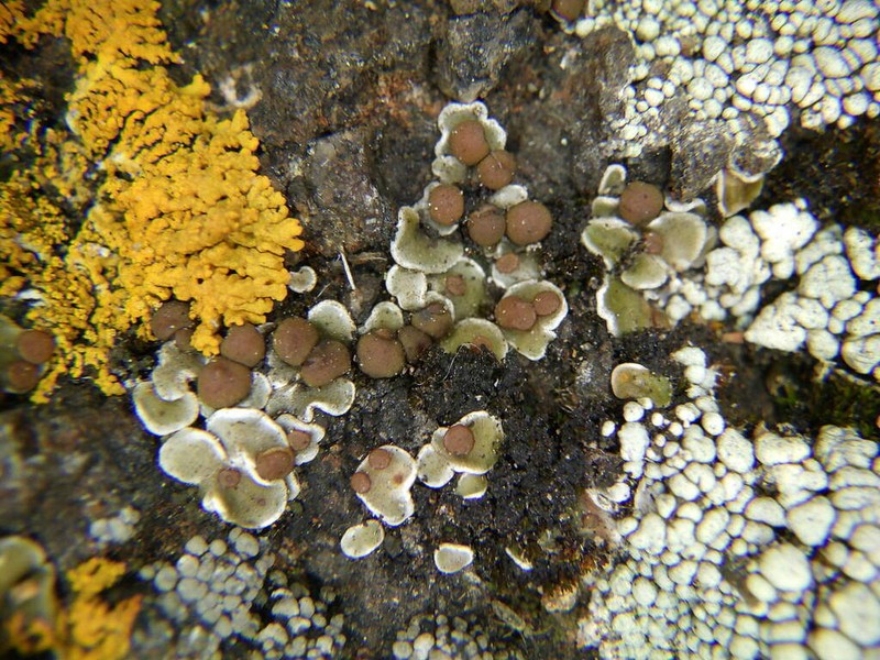 False Russell's Fishscale Lichen photo 5