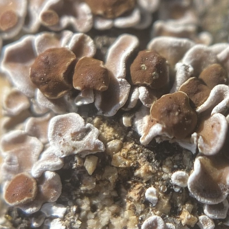 False Russell's Fishscale Lichen photo 6