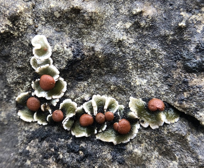 False Russell's Fishscale Lichen photo 7