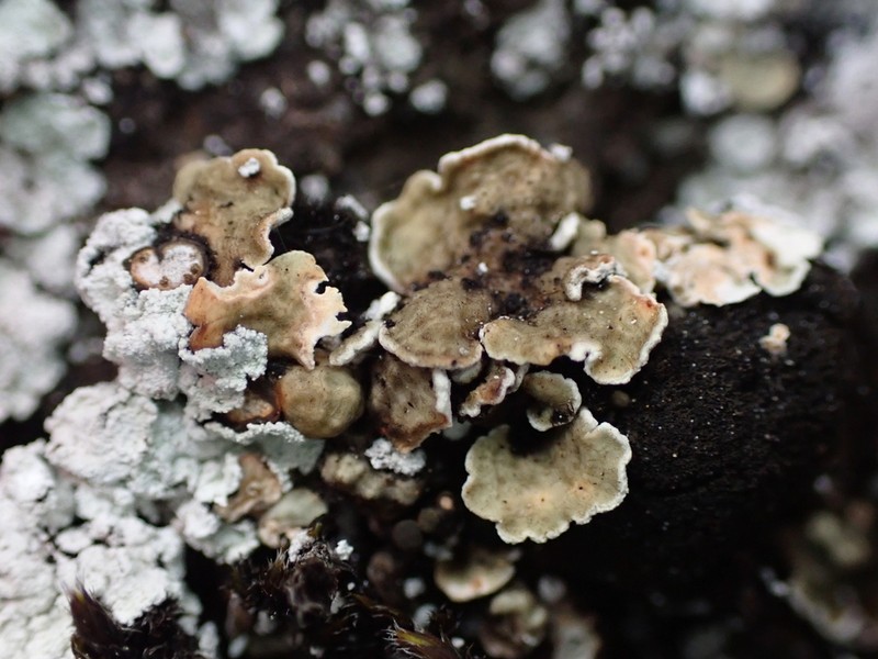 Fishscale Lichen