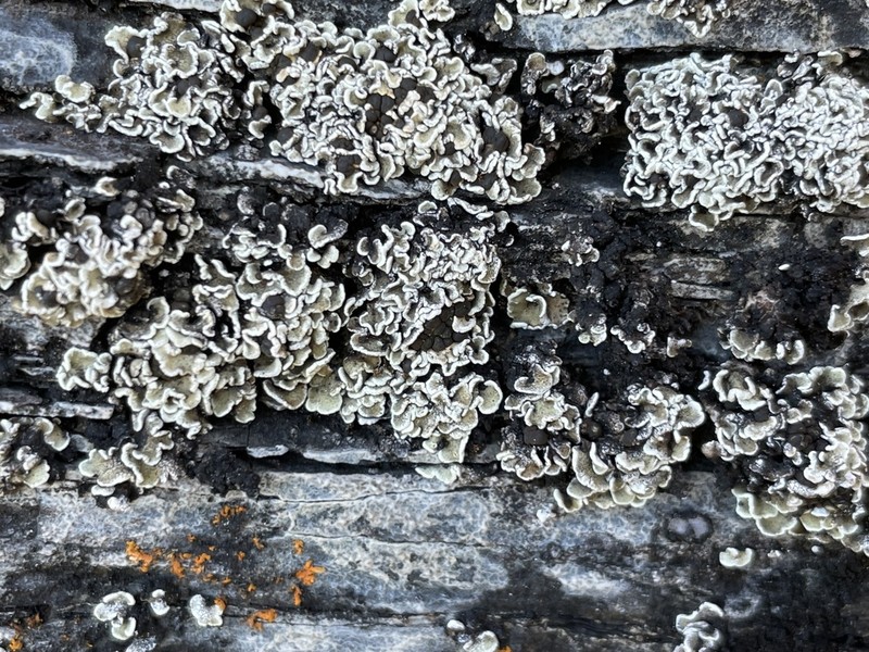Fishscale Lichen photo 2