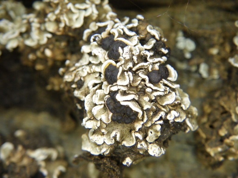 Fishscale Lichen photo 3