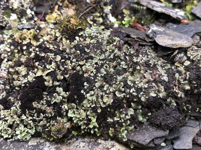 Fishscale Lichen photo 4