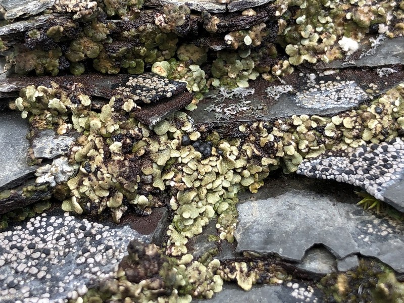 Fishscale Lichen photo 5