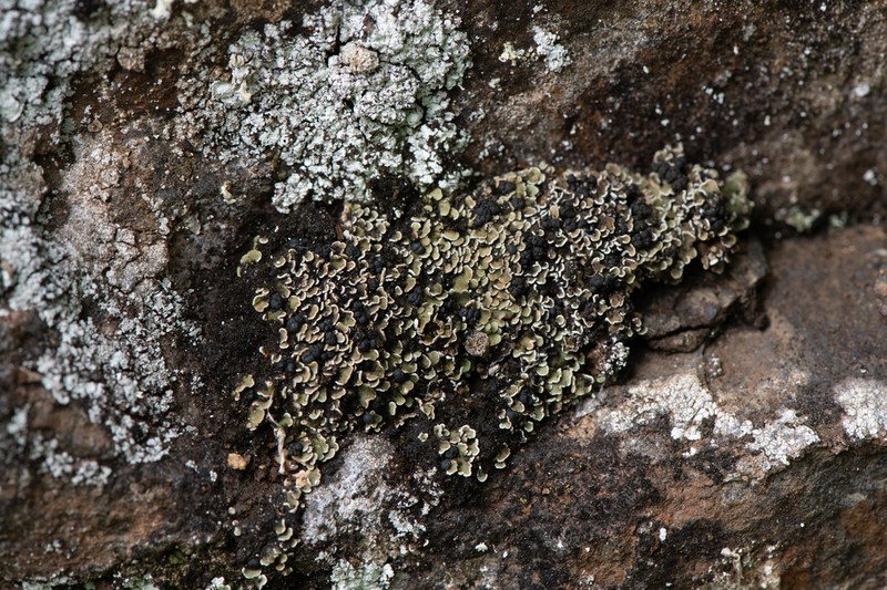Fishscale Lichen photo 6