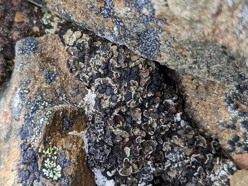 Fishscale Lichen photo 7