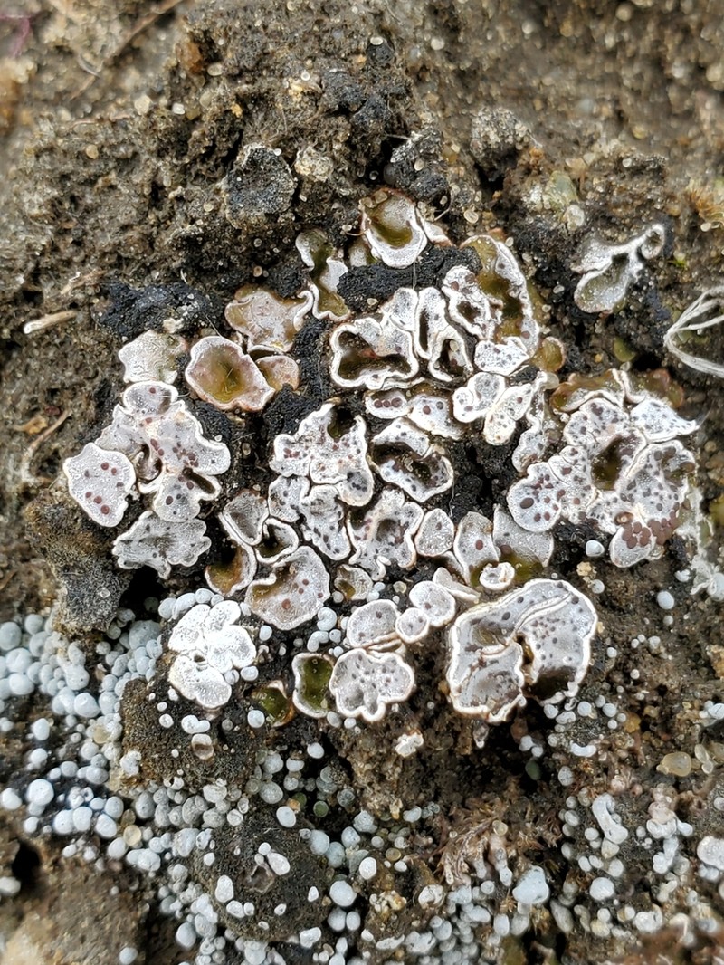 Russell's Fishscale Lichen