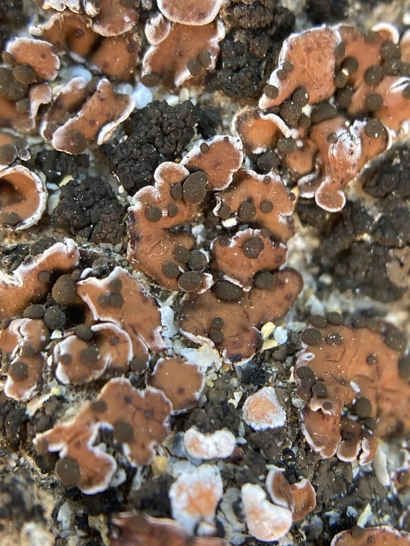 Russell's Fishscale Lichen photo 2
