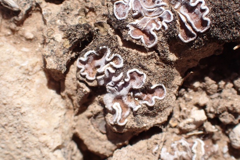 Russell's Fishscale Lichen photo 3