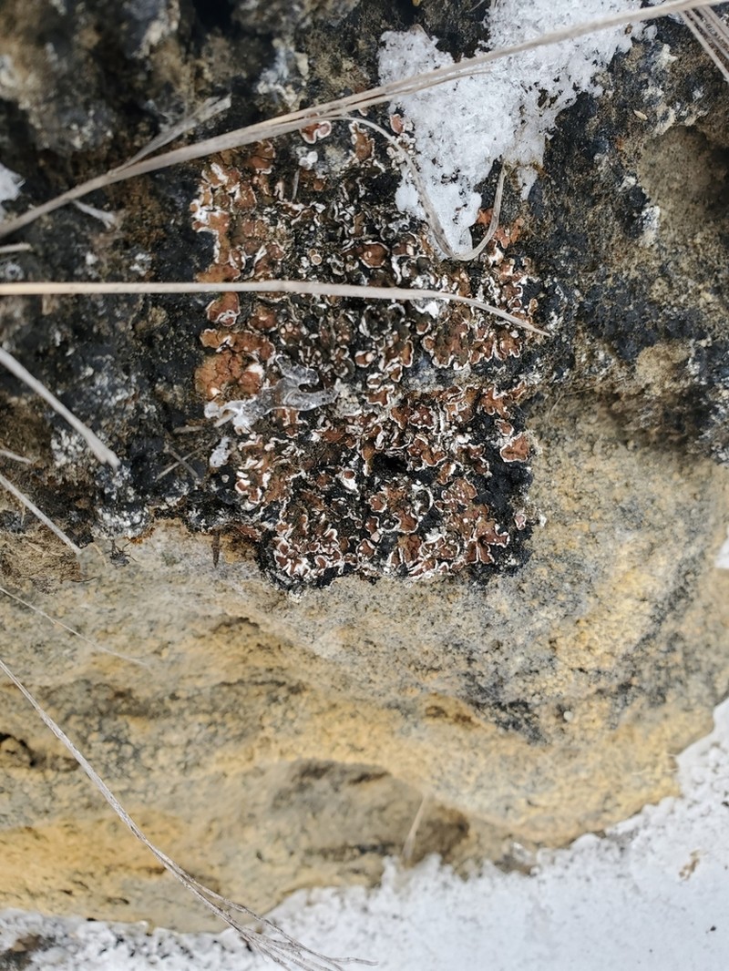 Russell's Fishscale Lichen photo 4