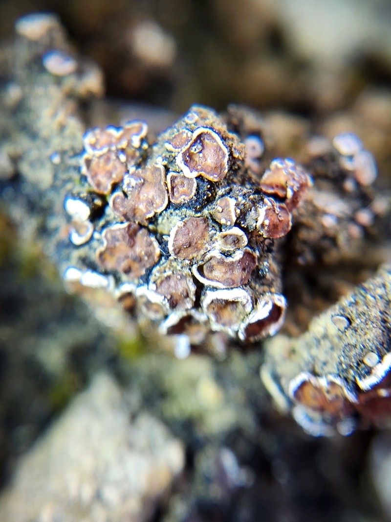 Russell's Fishscale Lichen photo 5
