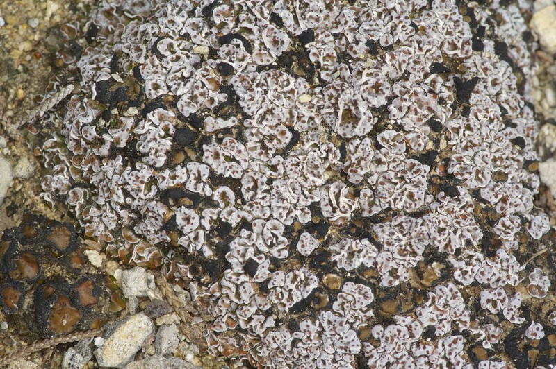 Russell's Fishscale Lichen photo 6