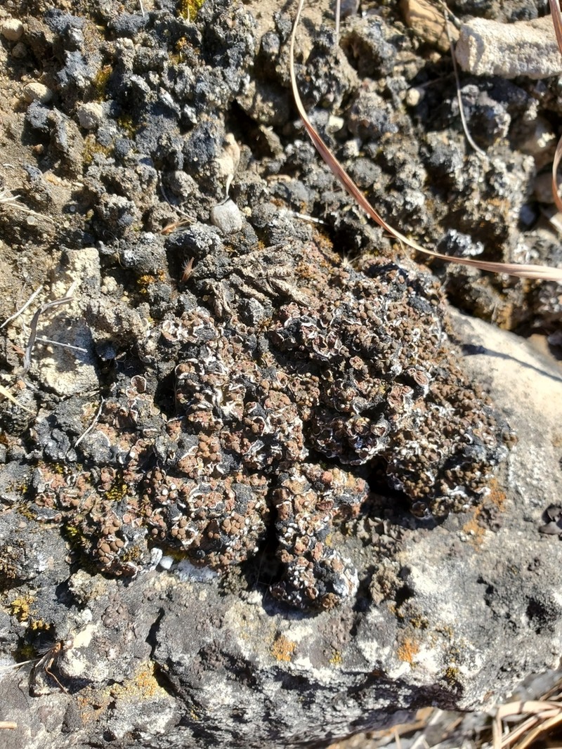 Russell's Fishscale Lichen photo 7
