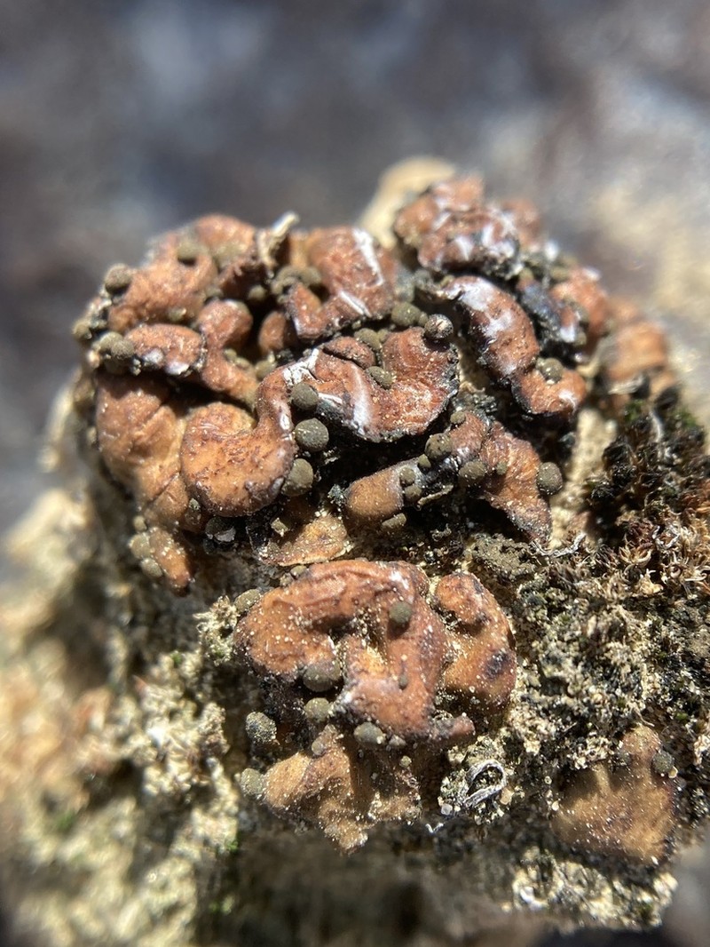 Russell's Fishscale Lichen photo 8