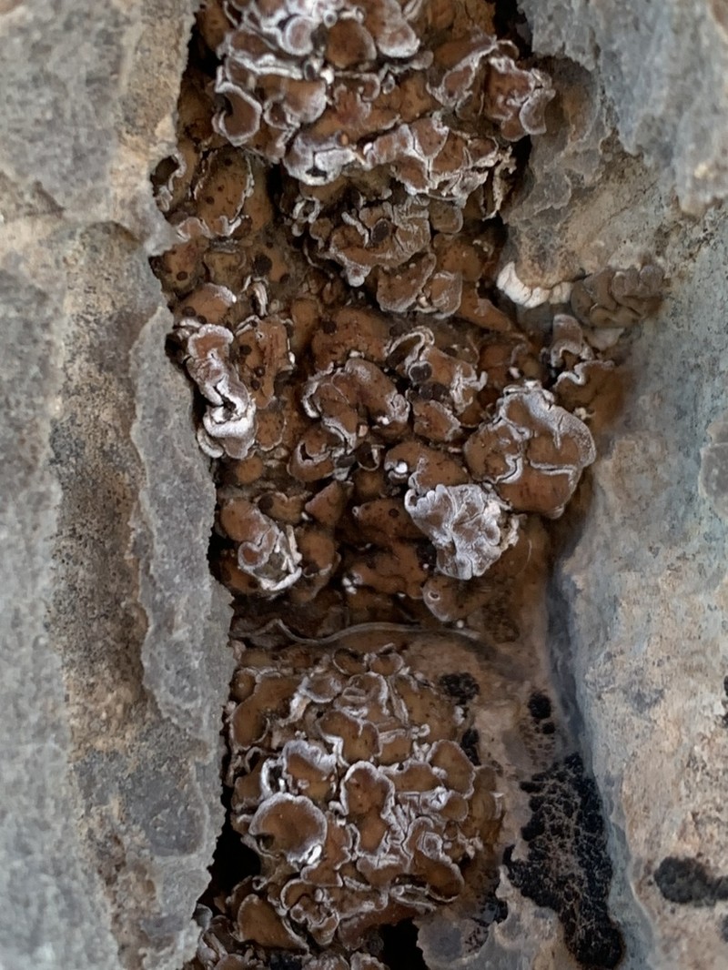 Tuckerman's Fishscale Lichen