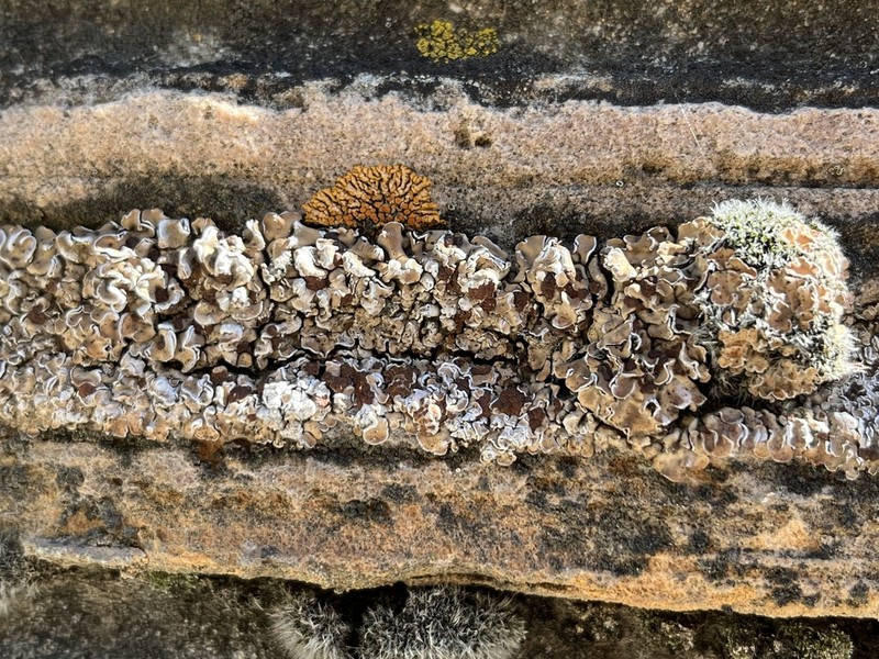 Tuckerman's Fishscale Lichen photo 2