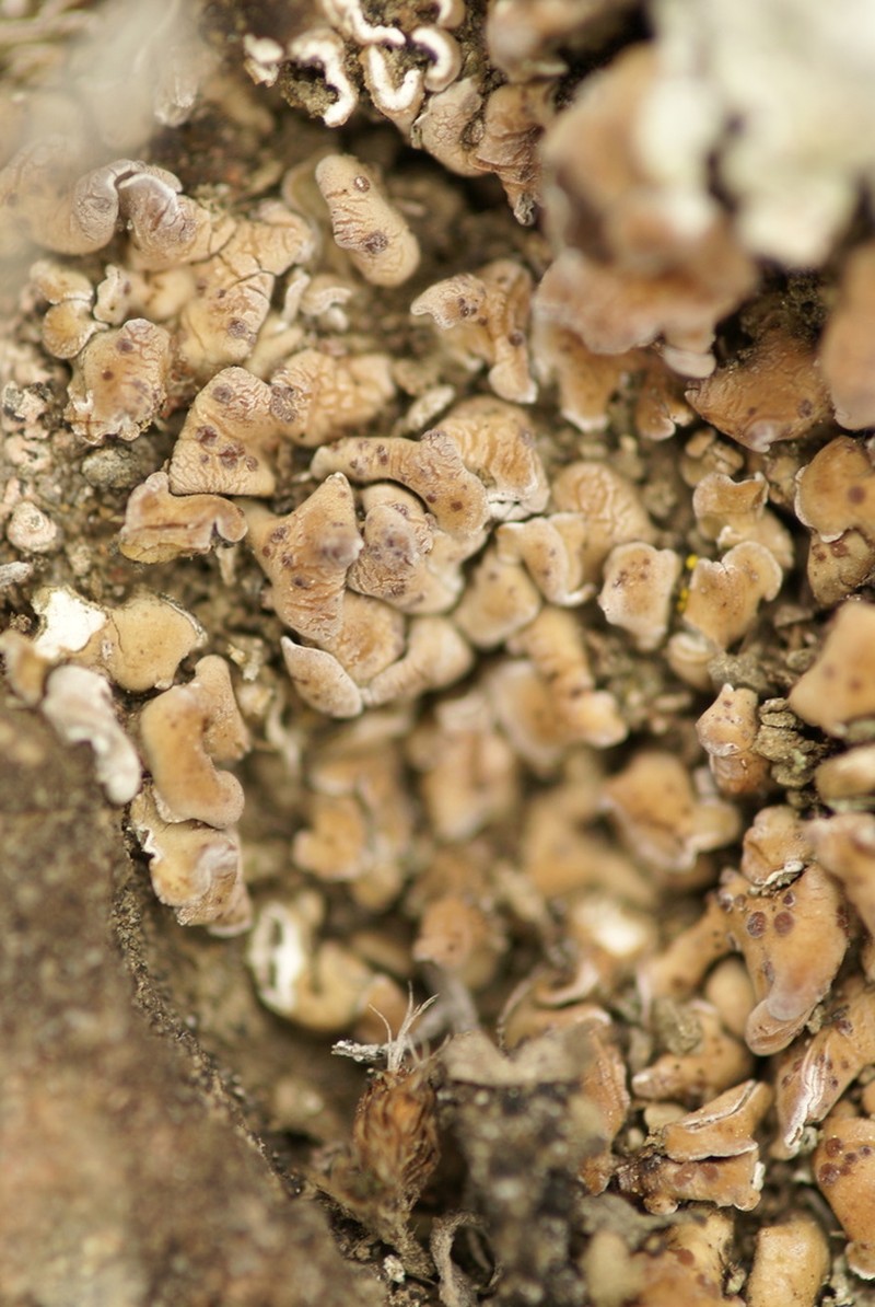Tuckerman's Fishscale Lichen photo 3