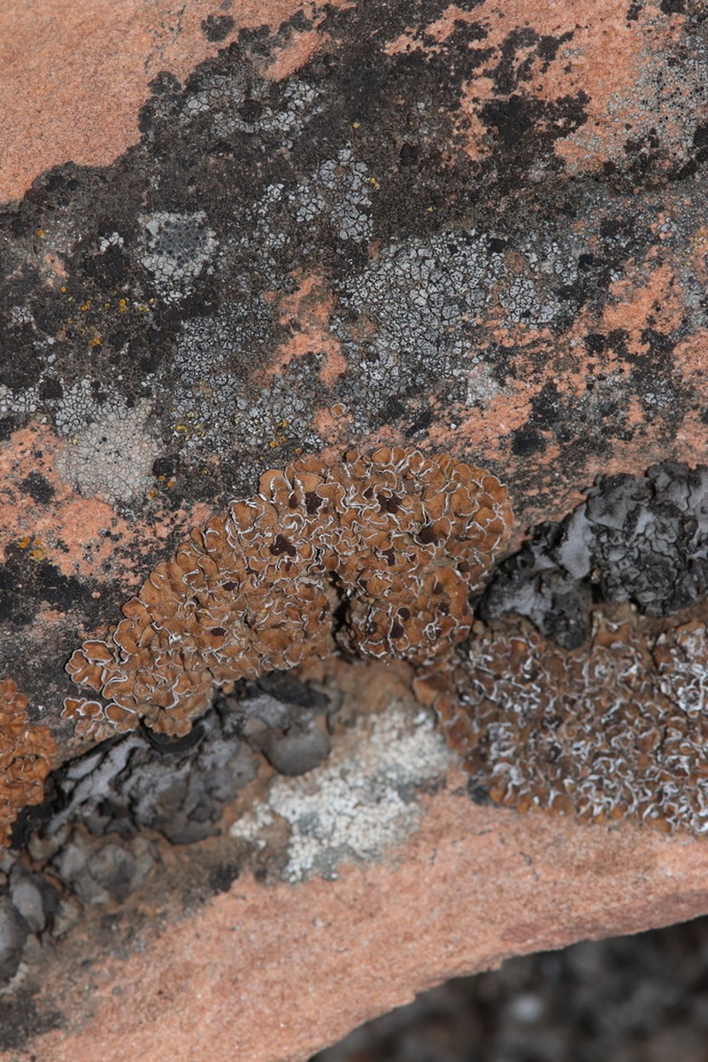 Tuckerman's Fishscale Lichen photo 4
