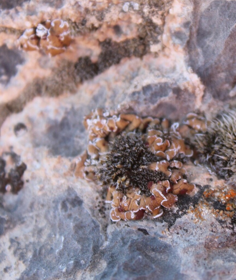 Tuckerman's Fishscale Lichen photo 5