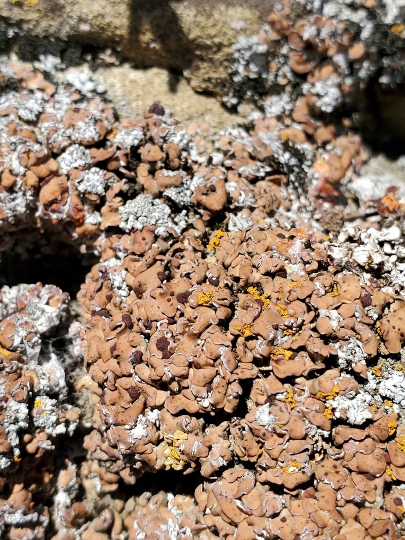 Tuckerman's Fishscale Lichen photo 6