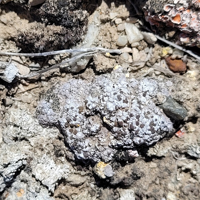 Tuckerman's Fishscale Lichen photo 7