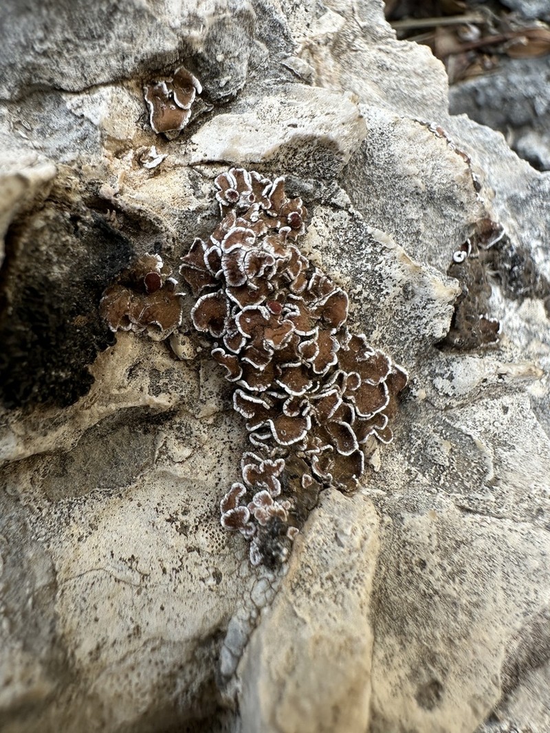 Tuckerman's Fishscale Lichen photo 8