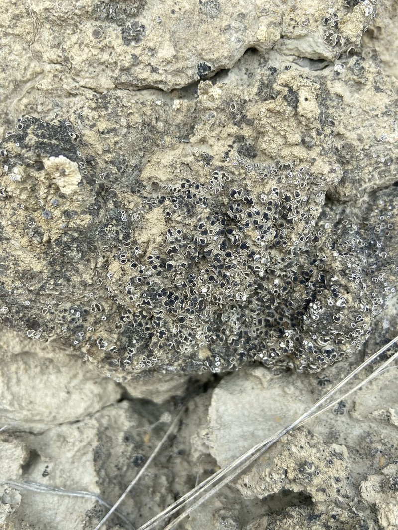 Fishscale Lichen