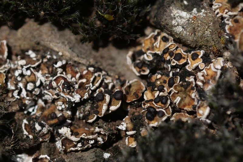 Fishscale Lichen photo 2