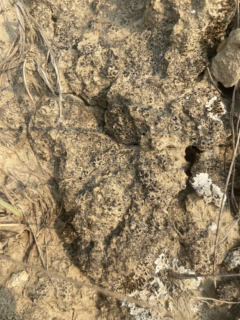 Fishscale Lichen photo 3