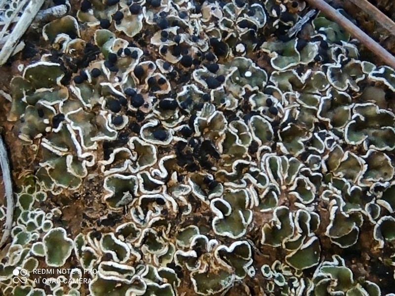 Fishscale Lichen photo 4