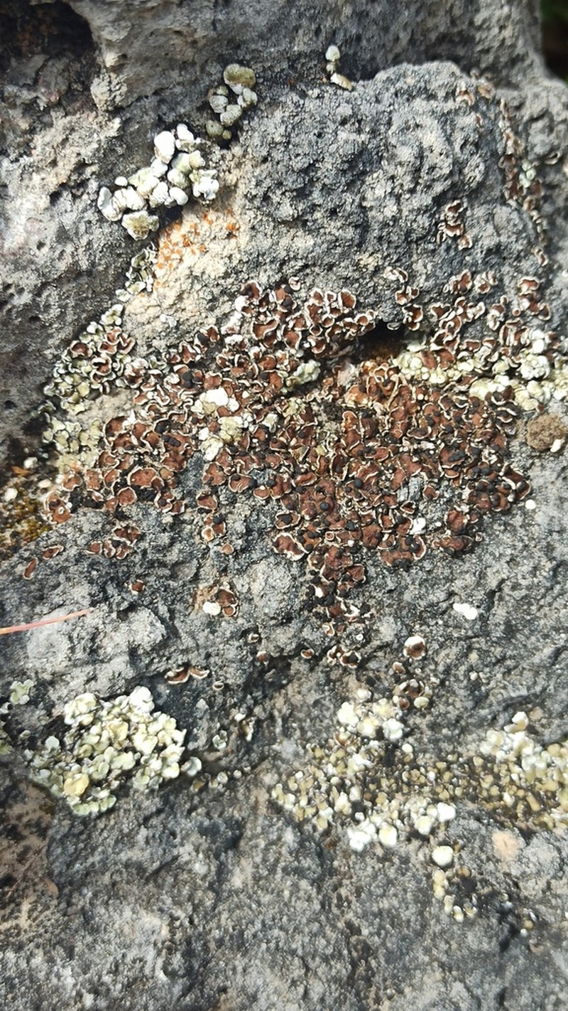 Fishscale Lichen photo 5