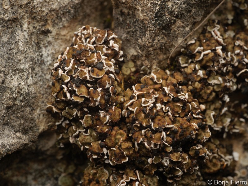 Fishscale Lichen photo 6
