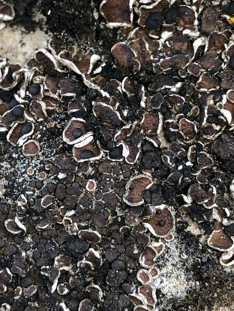 Fishscale Lichen photo 7