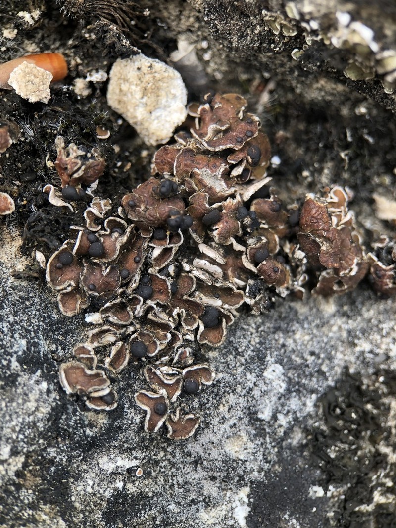 Fishscale Lichen photo 8