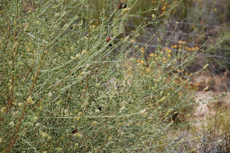 Psoralea arborescens